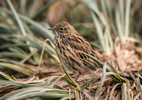 south-georgia-pipit2-robert-mcgillivray